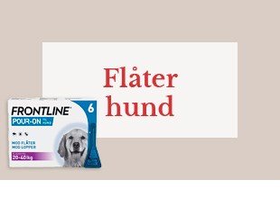 Flåter hund