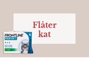 Flåter kat
