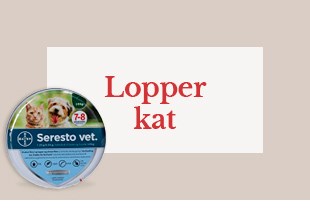 Lopper kat