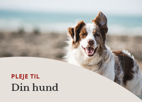 Til din hund