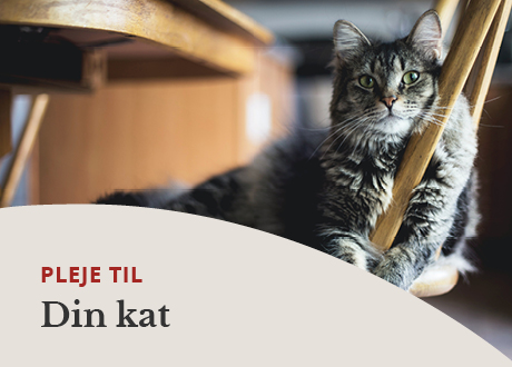 Til din kat