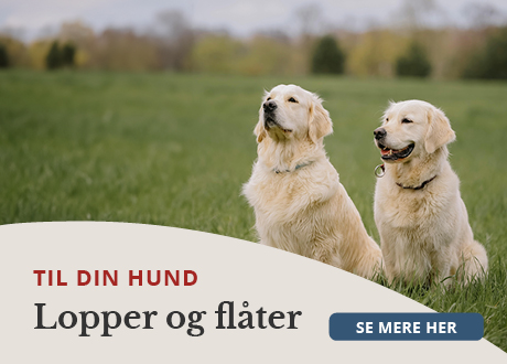 https://www.webapoteket.dk/guides/pleje-til-dyr/hunde/lopper-og-flaater/