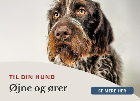 https://www.webapoteket.dk/guides/pleje-til-dyr/hunde/oejne-og-oere/