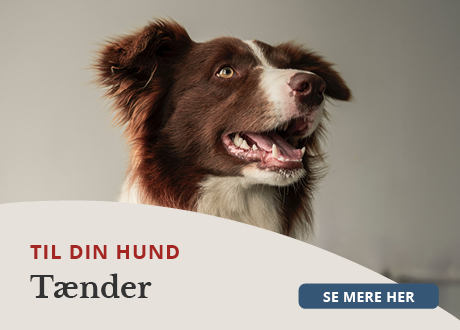 https://www.webapoteket.dk/guides/pleje-til-dyr/hunde/taender/