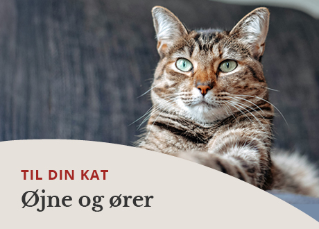 https://www.webapoteket.dk/dyr/oejenpleje-til-dyr