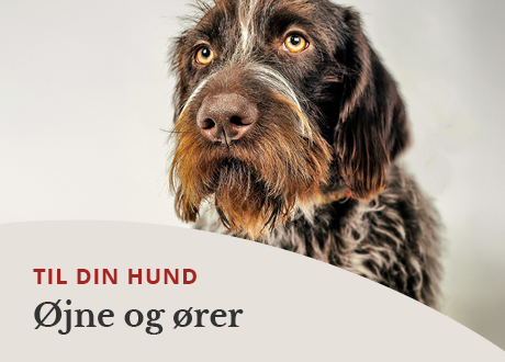 https://www.webapoteket.dk/dyr/oejenpleje-til-dyr